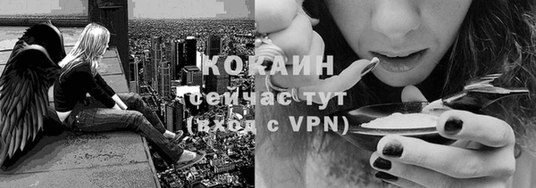 крисы Бородино